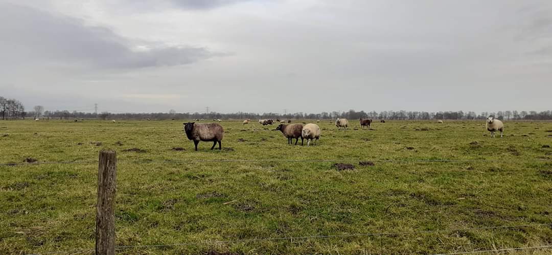 Je bekijkt nu Weerspreuk 05-01-2020