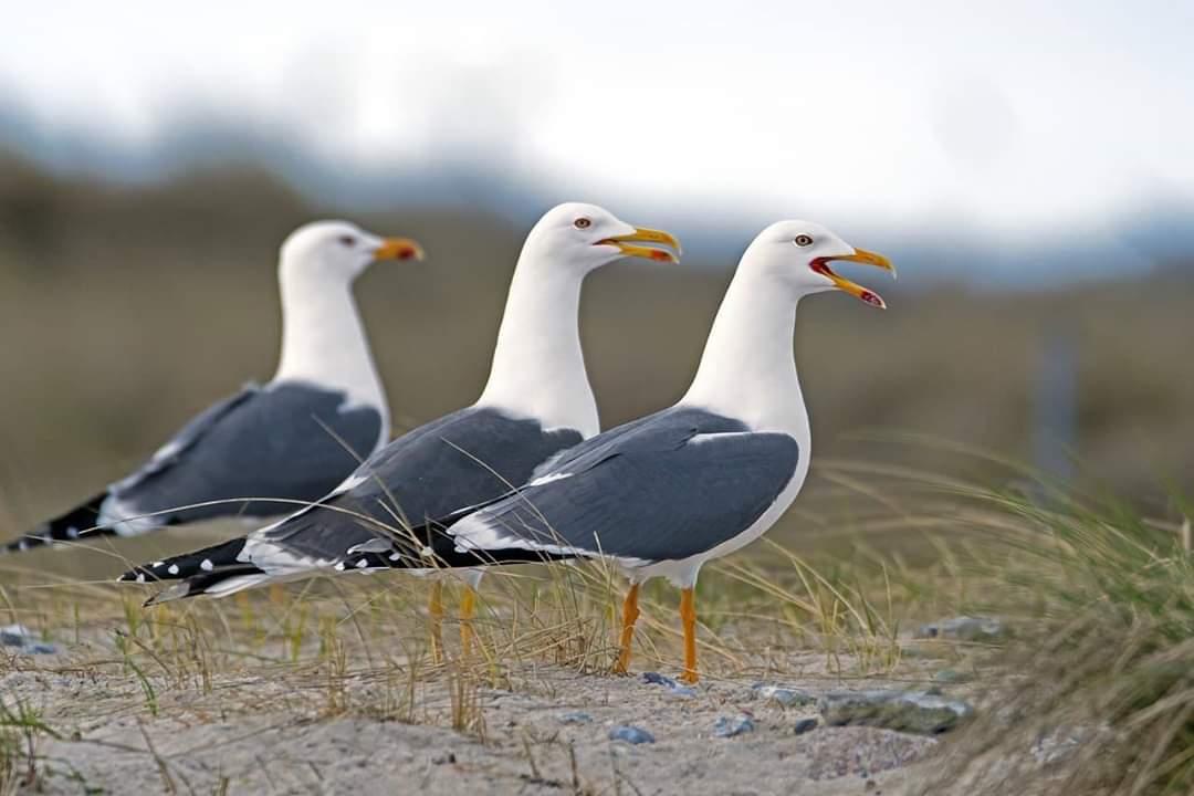 Je bekijkt nu Weerspreuk 07-03-2020